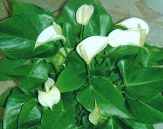 一帆風順花蔫了怎么辦，教你四種解決辦法(花大色艷)