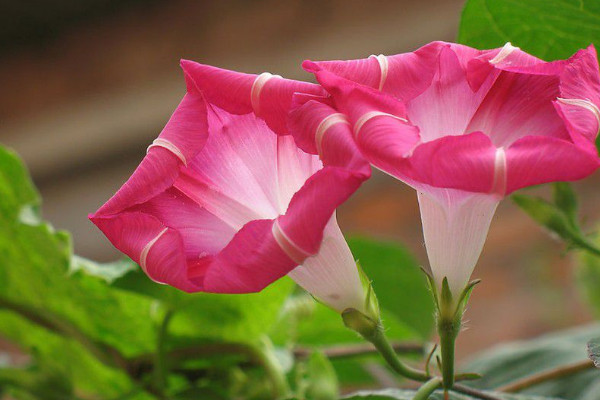 牽?；ㄖl太長(zhǎng)怎么修剪