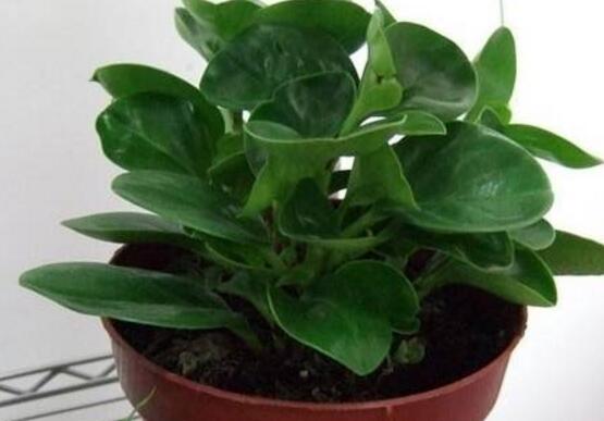 花卉小家碧玉怎么養(yǎng)，老農(nóng)總結(jié)八大基本方法