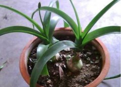 萬年青怎么繁殖，萬年青扦插方法圖解