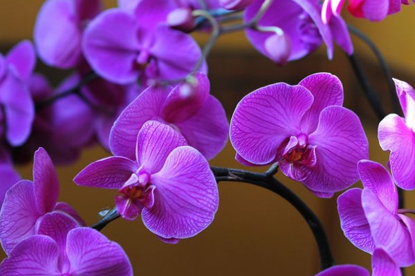 蝴蝶蘭怎樣分株