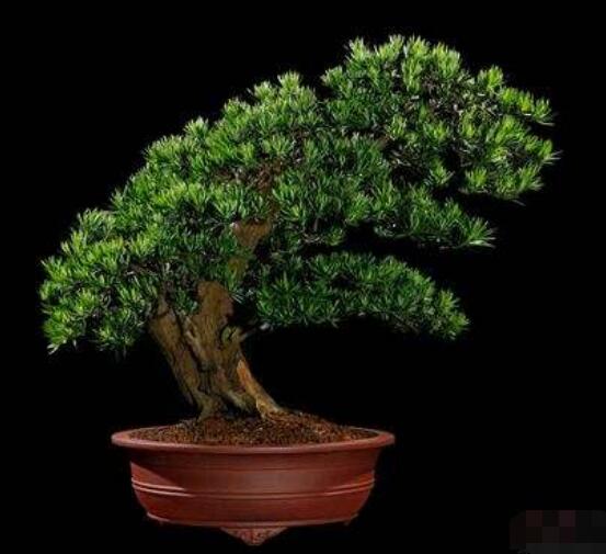 羅漢松寓意是什么，意著招財進(jìn)寶、長壽吉祥(美好)