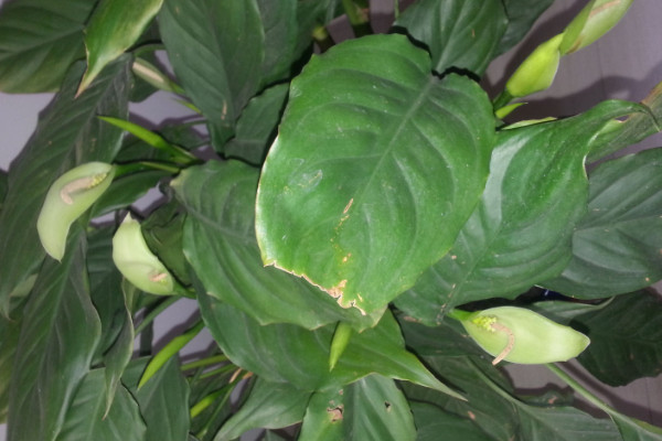 中華萬(wàn)年青如何翻盆