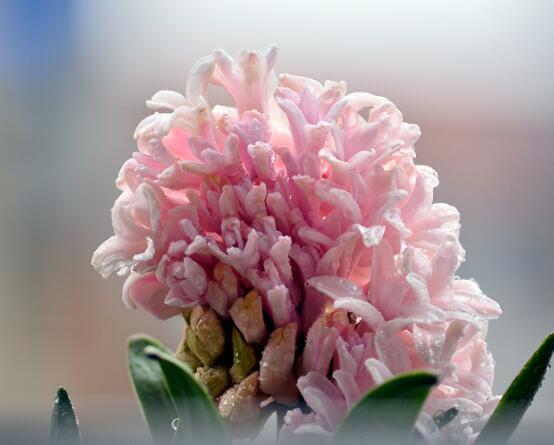 風(fēng)信子盆栽怎么種植，擇飽滿種球、露出土壤2厘米(存活最高)