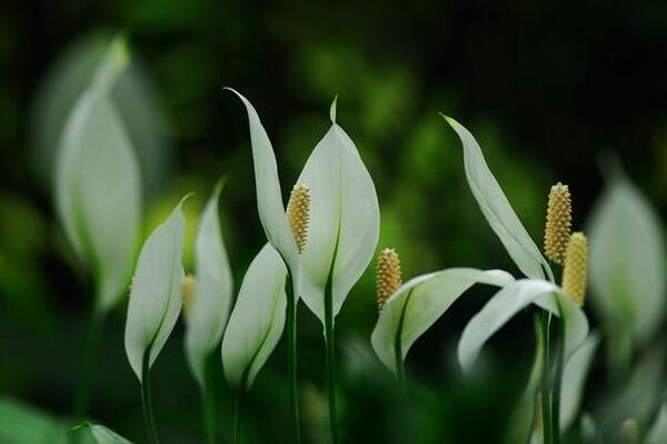 一帆風順花的寓意，一帆風順就是它的寓意