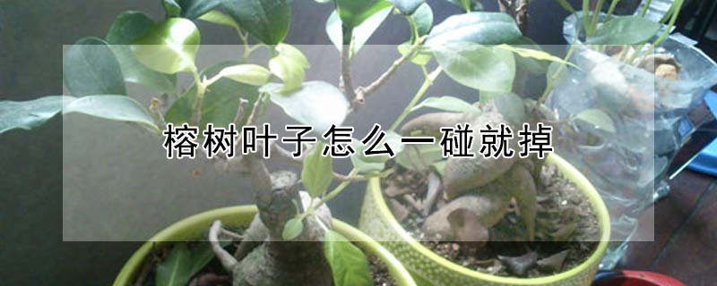 榕樹(shù)葉子怎么一碰就掉