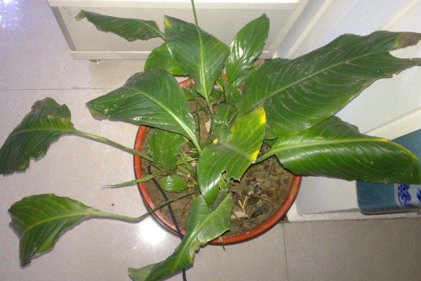 一帆風(fēng)順的葉子發(fā)黃怎么辦，調(diào)節(jié)光照和水分