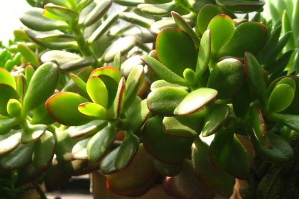 玉樹的養(yǎng)殖方法和病蟲害防治，詳細(xì)介紹四步養(yǎng)護(hù)三種病害