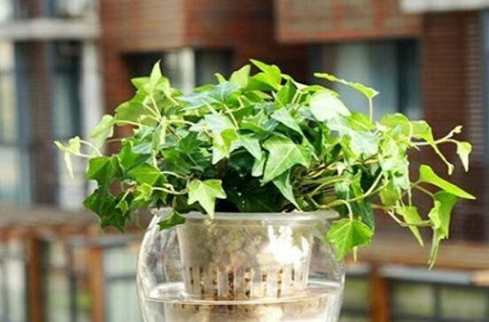 常春藤怎么養(yǎng)殖，盤點最簡單兩種養(yǎng)殖方法(土培和水培)