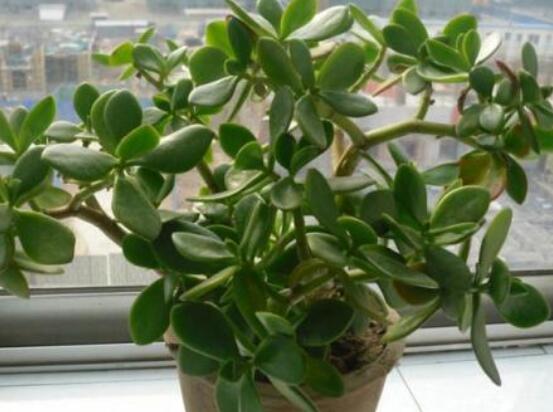 玉樹和燕子掌的區(qū)別，教你兩種最簡單區(qū)別方法(屬性/形態(tài))