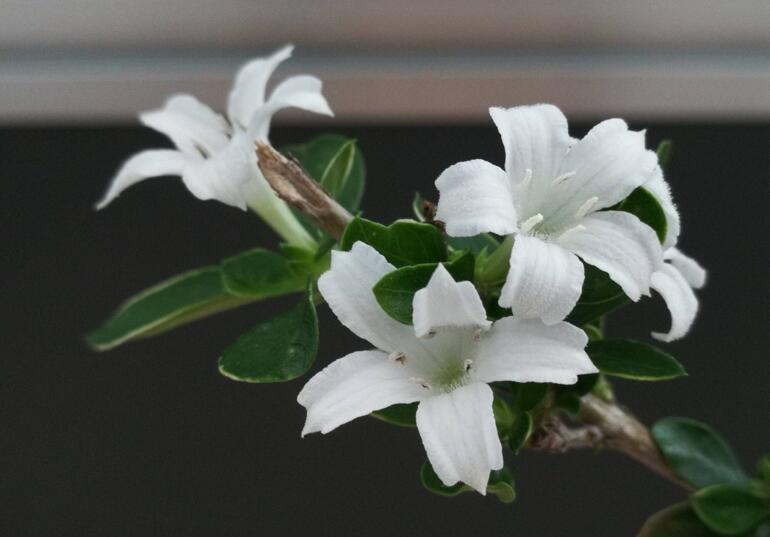 六月雪樹葉發(fā)黑怎么辦，找清原因及時(shí)救治（三種原因及解決方法）