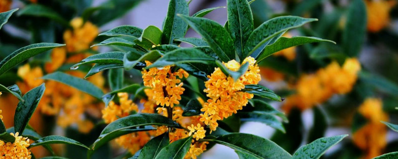 桂花春天開(kāi)嗎