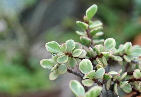 雅樂之舞的養(yǎng)殖方法和注意事項，老農(nóng)總結最實用八大養(yǎng)殖方法