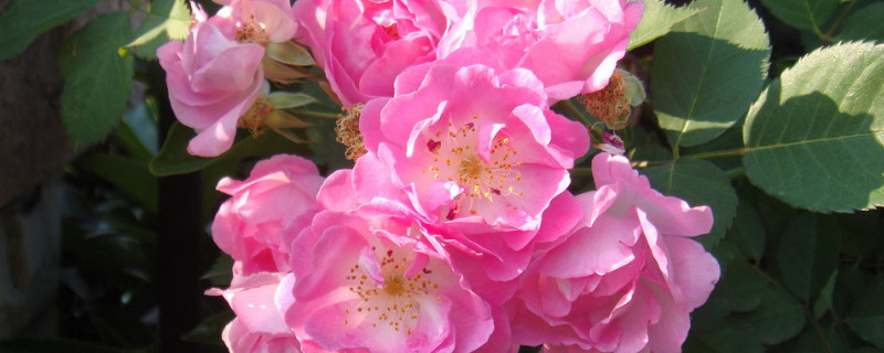 薔薇花是怎么開(kāi)放的