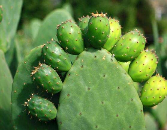 仙人掌多久開花一次，養(yǎng)殖3-5年才可開花