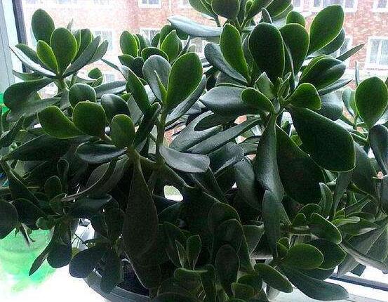 玉樹葉子發(fā)黃怎么補(bǔ)救，教你三種最直接有效的補(bǔ)救方法