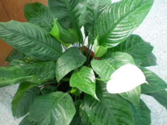 一帆風(fēng)順花期，大多數(shù)在5-8月開花(一年四季均可開花)