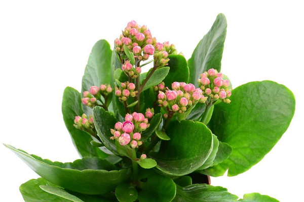 長壽花怎么養(yǎng)才能爆盆