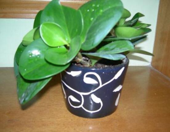 花卉小家碧玉怎么養(yǎng)，老農(nóng)總結(jié)八大基本方法