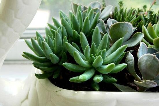 寶石花的花語是什么，代表著一種永不凋謝的愛、大富大貴