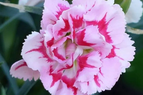 康乃馨鮮花如何養(yǎng)護(hù)