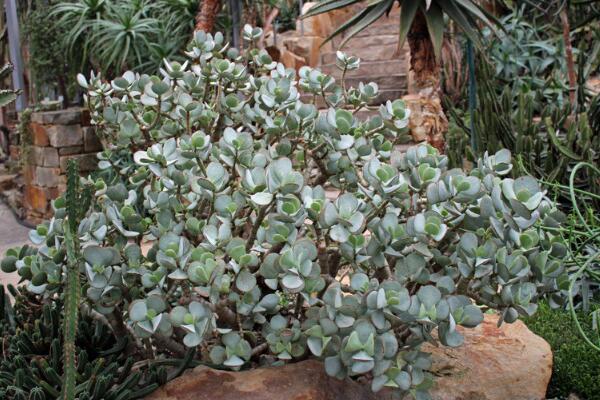 玉樹可以放在臥室嗎，不建議放在臥室