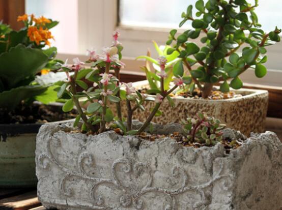 雅樂之舞怎么養(yǎng)能開花，只需要五個(gè)步驟花開爆盆