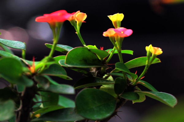 虎刺梅怎么養(yǎng)怎么配土，使用疏松肥沃、通透性較強(qiáng)的土壤