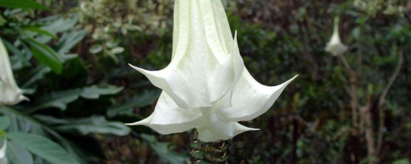 曼陀羅花語(yǔ)是什么意思