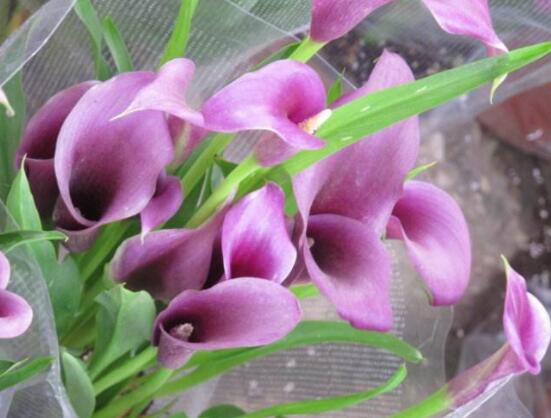 彩馬蹄蓮的養(yǎng)殖方法，做好五個要點花開艷麗