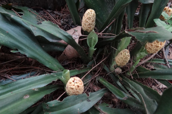 中華萬(wàn)年青怎么種