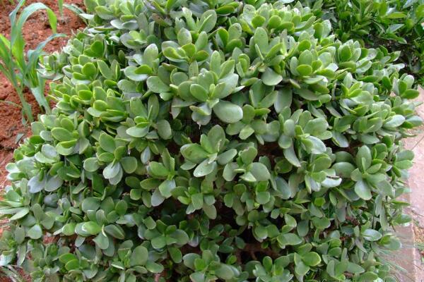 玉樹(shù)圖片，特征、習(xí)性、價(jià)值以及風(fēng)水作用