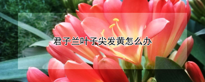 君子蘭葉子尖發(fā)黃怎么辦