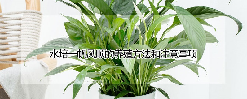 水培一帆風順的養(yǎng)殖方法和注意事項