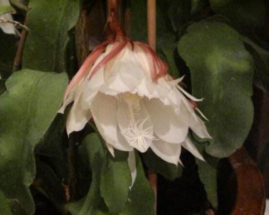 曇花多長時(shí)間澆水，只需要保證盆土微濕潤環(huán)境即可