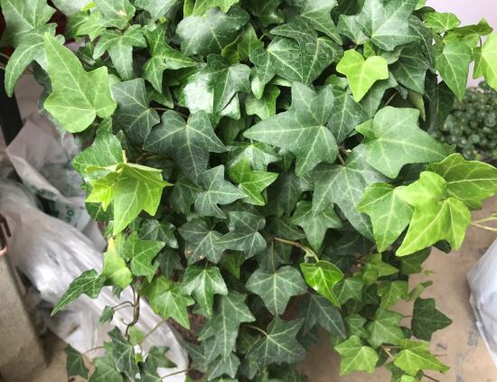 常春藤怎么養(yǎng)長得快，常春藤的養(yǎng)殖方法