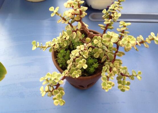 雅樂之舞葉片發(fā)皺是怎么回事，主要有三種原因造成(光照/溫度/澆水)