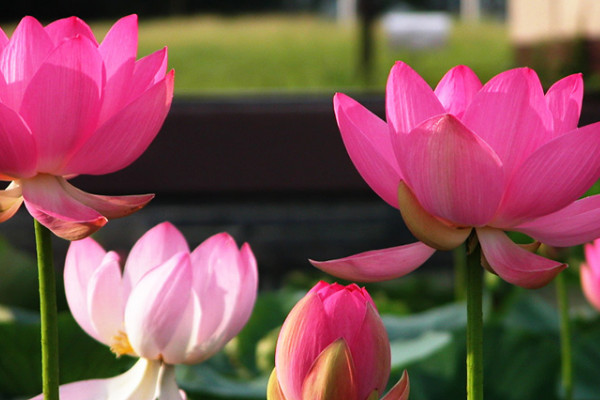 什么荷花花期長(zhǎng)