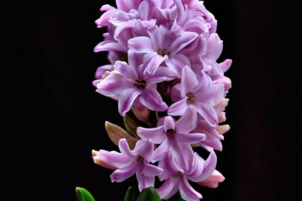 風(fēng)信子開花后怎樣處理