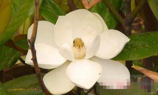 橡皮樹(shù)開(kāi)花嗎，橡皮樹(shù)多久開(kāi)花(一年兩次）