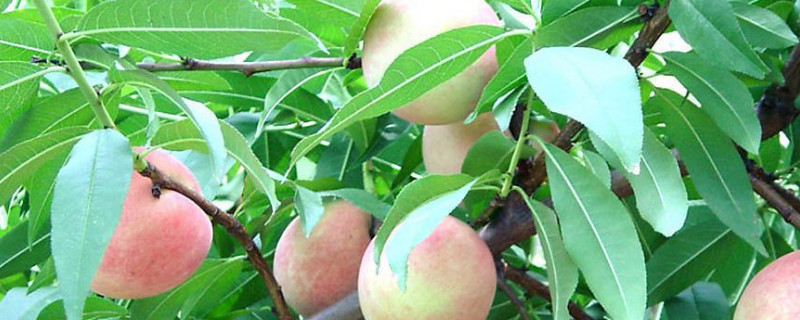 桃樹(shù)修剪時(shí)間和方法