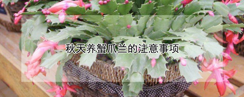 秋天養(yǎng)蟹爪蘭的注意事項(xiàng)