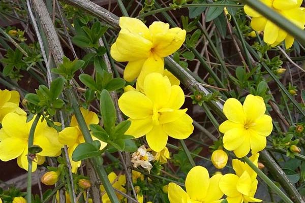 迎春花的養(yǎng)殖方法和注意事項