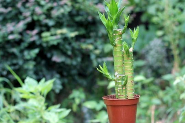 富貴竹的養(yǎng)殖方法和注意事項(xiàng)