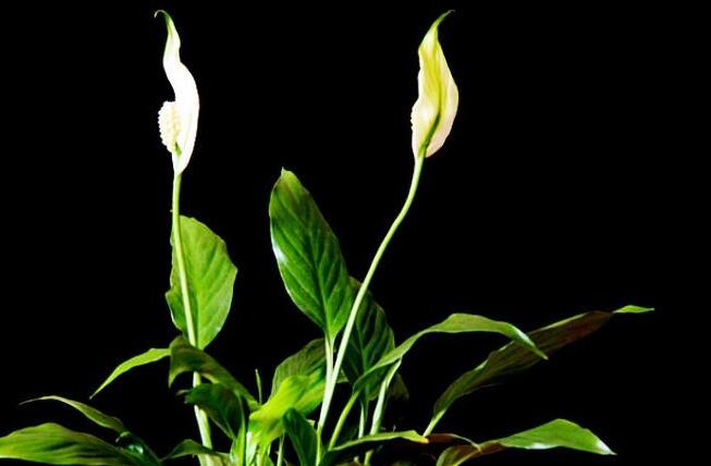 一帆風(fēng)順用什么營養(yǎng)液，濃縮型營養(yǎng)液（發(fā)芽多發(fā)枝快）