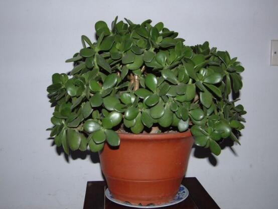 景天樹和玉樹的區(qū)別，教你兩種最容易分辨方法(葉型與花型)