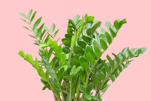 金錢(qián)樹(shù)春天可以淋雨嗎