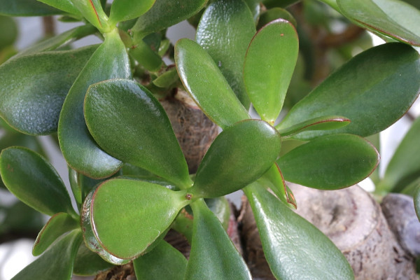 玉樹(shù)怎樣嫁接天竺葵