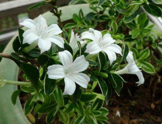 六月雪怎么變粗，做好六點(diǎn)基本方法生長粗壯