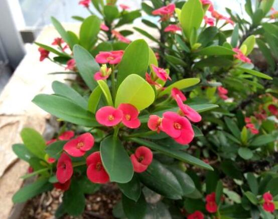 大葉虎刺梅怎么養(yǎng)，保證足量光照/溫暖濕潤環(huán)境